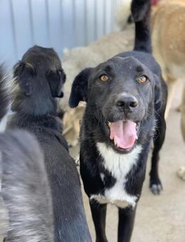 Bezaubernder Nero sucht dich - Celle