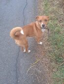 Rüde in liebevolle Hände zu geben in 08459