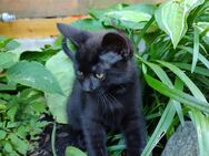 Kitten Katzenbaby schwarz weiblich - Straubing