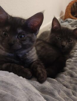 Maine coon Mix Kitten - Bersenbrück Zentrum