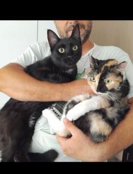 🌟Traumpaar Nero & Jenny🌟 - Eislingen (Fils)