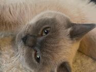 BKH Dame colourpoint Creme sucht zu Hause mit weiteren Katzen - München