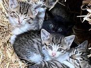 Kätzchen, Babykatzen, Kitten - Schrobenhausen