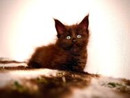 Maine Coon kitten mit Stammbaum aus Erstklassiker Zucht - Simonswald