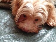 Kleine Hundewelpen suchen ihre Kuschelfamilie - Jakobsdorf