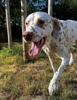 Charlie sucht Pflegestelle/Zuhause - Neustadt (Wied)