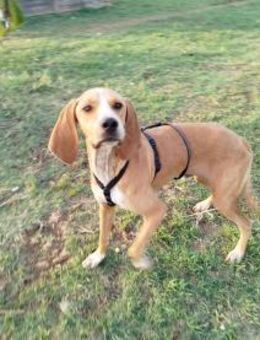 Speck💙💙💙 möchte gerne verwöhnt werden - Herxheim (Landau)