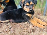 Schäferhund-Mischlings-Welpen - Müncheberg Hoppegarten