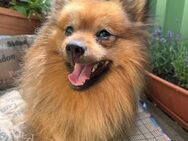 Beau 1,5-jähriger zwergspitz sucht - Kassel