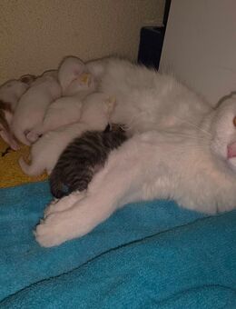 Main Coon-Mix Kitten (geimpft und entwurmt) - Lichtentanne