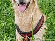 Golden Retriever - Heilbronn