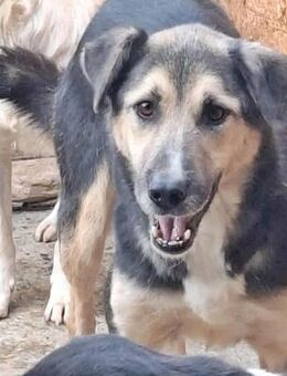 Randy, Erfahrung nötig - Bonndorf (Schwarzwald)