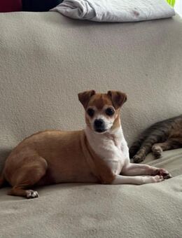 Ozzy sucht sein zuhause - Celle