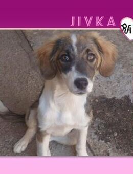 ❤ JIVKA ❤ - LIEBT ALLES & JEDEN! - Alfeld (Leine)