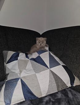 Wunderschöne Kitten suchen ein neues liebevolles Zuhause - Bolanden