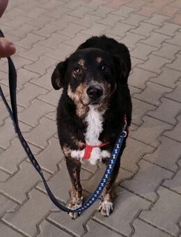 Selma - Lebensfreude pur trotz Handicap - Gerlingen