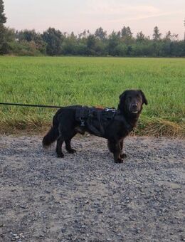 BALOO 💙💙💙 Paten gesucht - Herxheim (Landau)