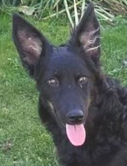 Zauberhafte LARA - Gefrees