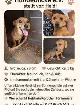 🐾 Unsere kleine Heidi sucht ihr Zuhause - Ludwigshafen (Rhein)