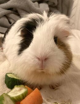 Cookie - Meerschweinchen - 4 Jahre - Tierhilfe Franken e.V. - Lauf (Pegnitz) Zentrum