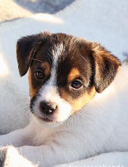 Trollige Jack Russel Terrier Welpen - Weißkeißel