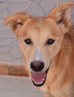 Victor mit Geschwistern + Mama Ho - Ludwigshafen (Rhein)