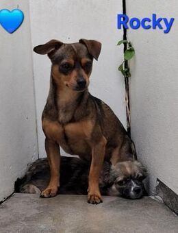 Rocky - ein süßer Pinscher-Mischling - Höchst (Odenwald)