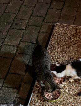 Zwei süße Katzen abzugeben... - Frohburg