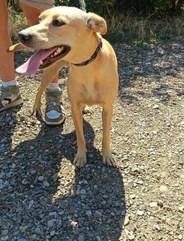 Labrador Mix Evelyn sucht ein Zuhause! - Heinsberg