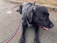 Labrador Rüde zu Verkaufen - Solingen (Klingenstadt)