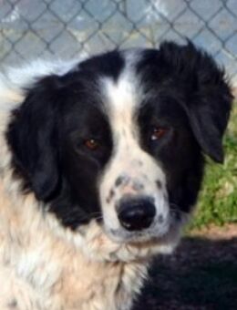 Ruhige, ausgeglichene Romy mag Menschen - Mettmann