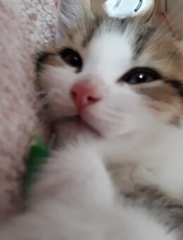 BKH Britisch Kurzhaar Mixkitten suchen ein zu Hause.... - Kremmen