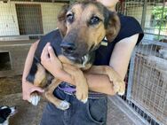 Barcelona sucht ein eigenes Körbchen - Linden (Hessen)