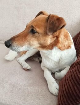 Betreuung für Hund gesucht - Barntrup