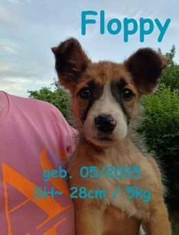 Floppy - unser kleiner Hüpfer - Rinteln