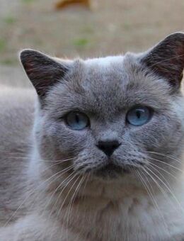 Suchen BKH Kater/Katze bis 3 Jahre/Freugänger - Brieskow-Finkenheerd