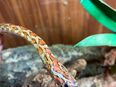 Kornnattern (Pantherophis guttatus) abzugeben in 93413