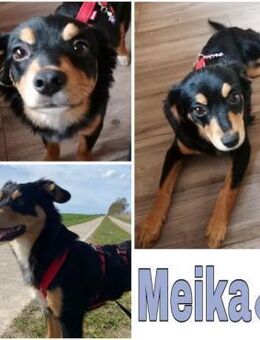 MEIKA -lebhaft & temperamentvoll- - Duisburg