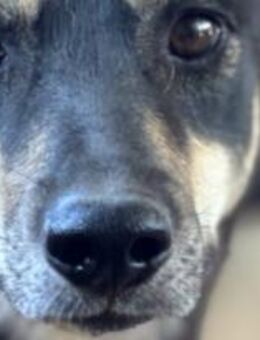 Solana ist eine sanfte Hündin 🐾 - Elsdorf (Nordrhein-Westfalen)