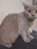 Drei wunderschön praktisch Kurzhaar Katzen suchen ein neues zu Hause in 34117