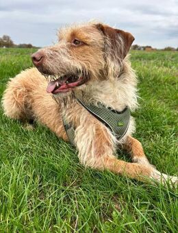 Wasserhundmix Toni sucht dringend# - Essen