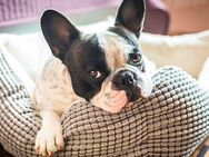 Französische Bulldogge sucht tolles zu Hause - Nordhorn