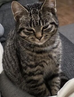 Verspielte,liebe und ruhige EKH Katze abzugeben 🐾 - Soltau