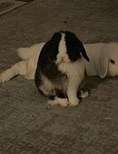 Zwei zuckersüße Zwergkaninchen in 81475