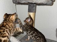 Bengal Kitten - Friesenheim (Baden-Württemberg)