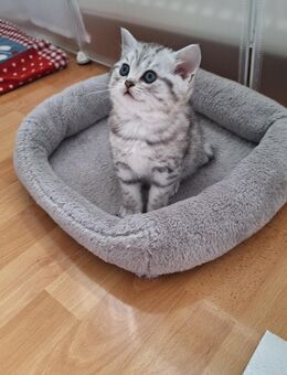 Reinrassige BKH kitten - Pleinfeld