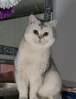 BKH DECKKATER Timoscha (NICHT zu Verkaufen) - Traunreut