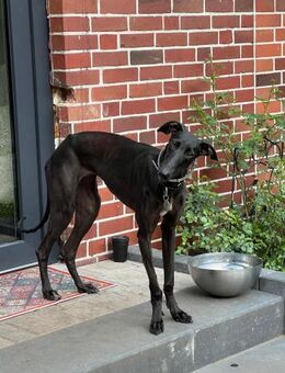 Freya, offen, freundlich, verschmust - Westerholt