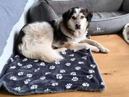 🌟Sensibler, lieber Raj💚🐕 - Eislingen (Fils)