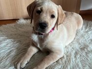 Reinrassige Labrador Welpen - Erfurt